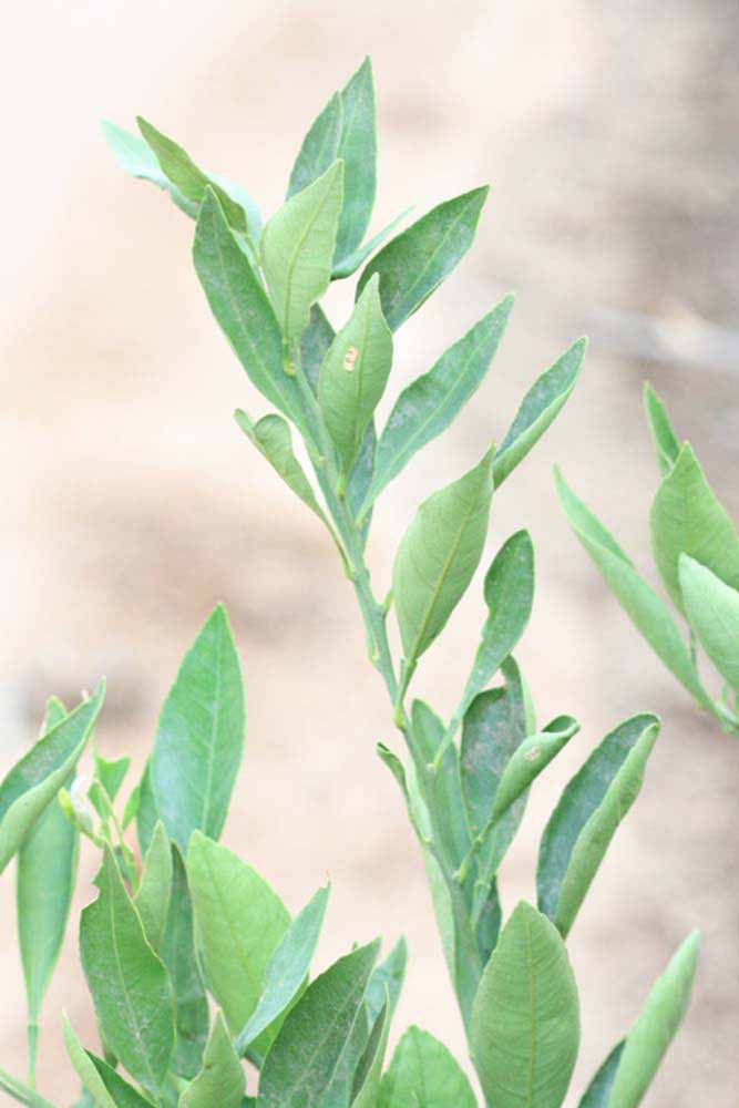              Sun leaves (Riverside, CA)       